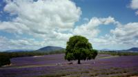 Start slide show: Tasmania - January 2002