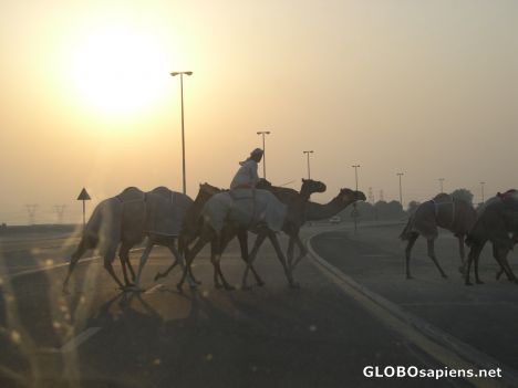 Postcard Camel Crossing