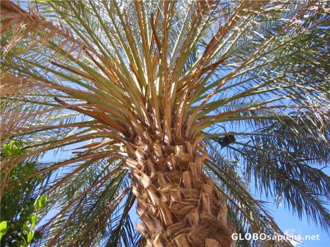 Postcard Palm Tree in El Atteuf