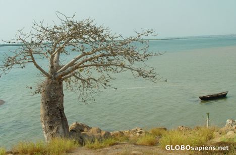 Postcard Baobar Tree
