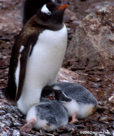 Postcard Penguins on the nest
