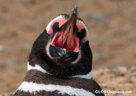 Postcard Penguin Yawning