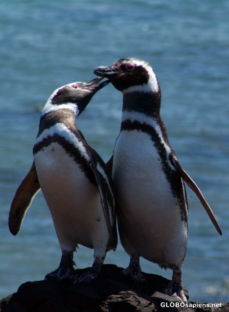 Postcard Penguins at heart