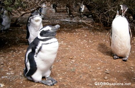 Postcard Magellanic Penguins