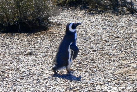Postcard Marching penguin...