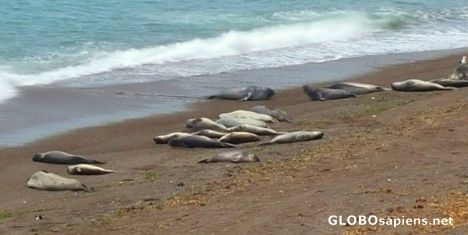 Postcard Elephant seals on the beach