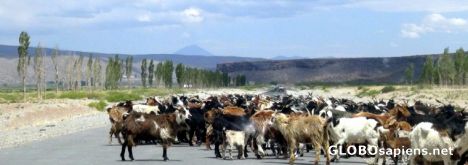 Postcard Goats blocking road