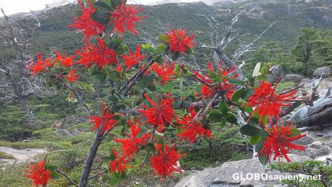 Postcard Flowers of Patagonia