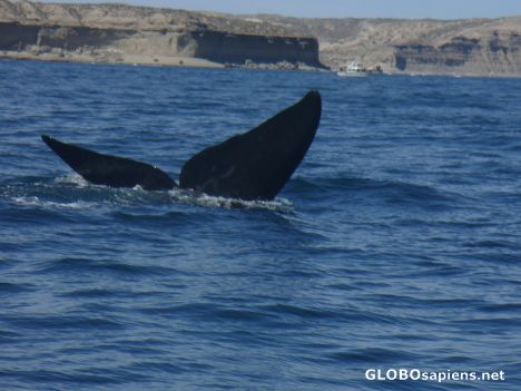 Postcard Puerto Madryn, Peninsula Valdes Whales at Peninsul