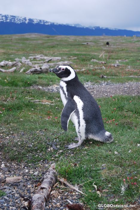 Postcard Pingwiny Magellana na Punta