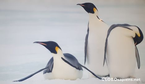 Postcard Emperor penguins