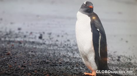 Postcard Gentoo penguin