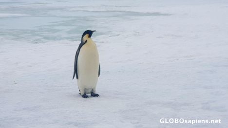 Postcard Emperor penguin