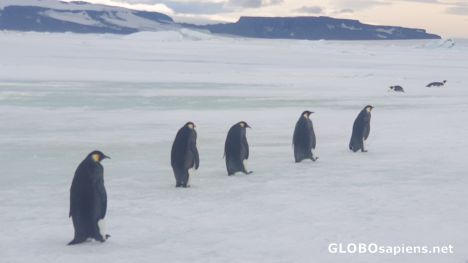 Postcard Marching penguins