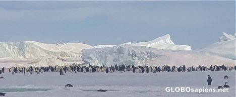 Postcard Emperor penguin colony