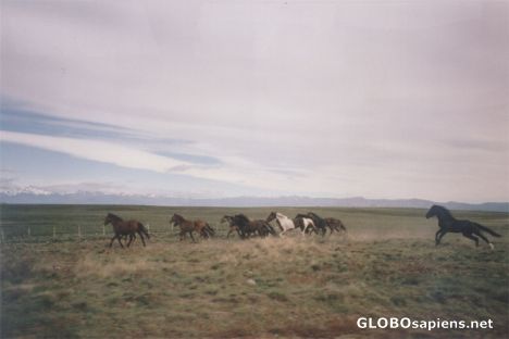 Postcard Horses running through the Patagonian steppe