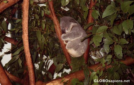 Postcard Sleeping Koala
