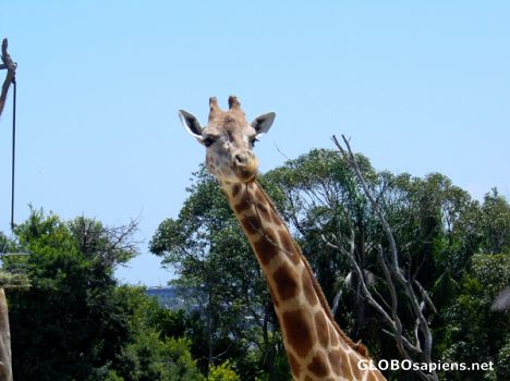 Postcard SYDNEY - Giraffe in Zoo Taronga