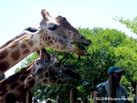 Postcard SYDNEY - Zoo Taronga - Giraffe's meal