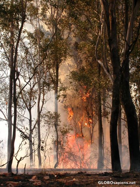 Postcard australian bushfire