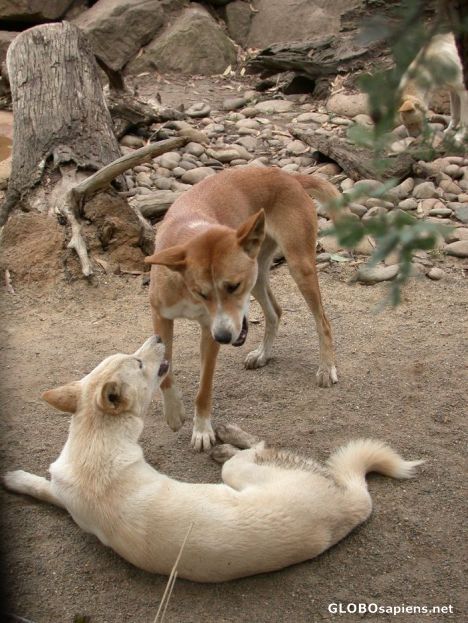 Postcard dingo dogs playing