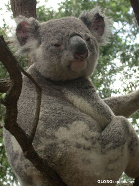 Postcard old sleepy koala