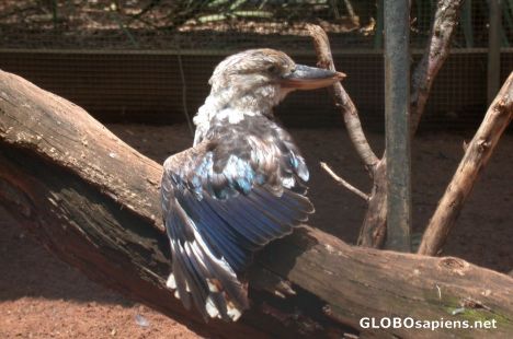 Postcard blue winged kookaburra