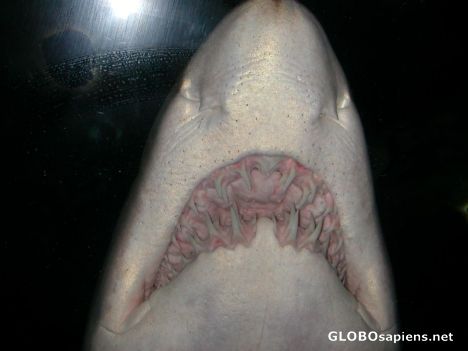 Postcard shark's smile