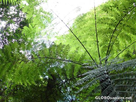 Postcard Temporate rainforest ferns of Katoomba Reserve