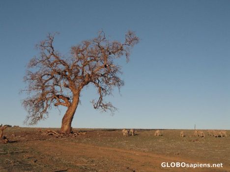 Outback tree - dry season