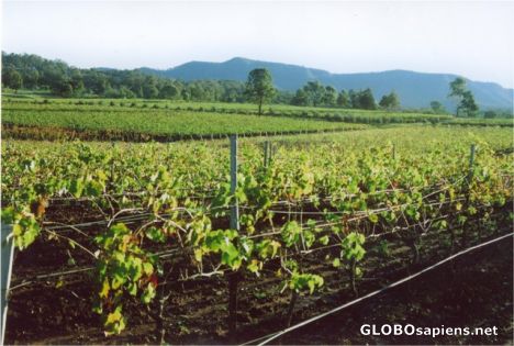Postcard Hunter Valley Vineyards
