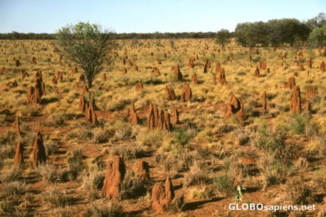 Postcard Termite mounds along Tanami Road