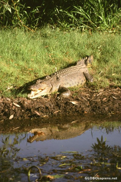 Postcard Yellow Water, saltwater crocodile