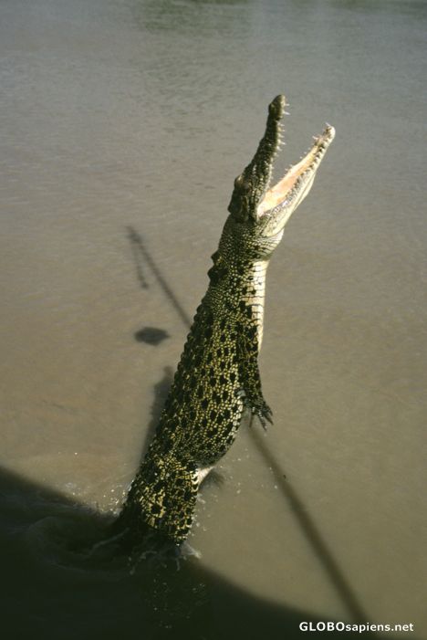 Postcard Jumping crocodile in the Adelaide River