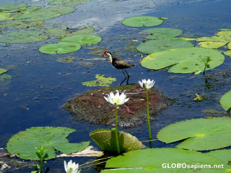 Postcard AUSTRALIE- YELLOW RIVER- JACANA ON WATER LILY