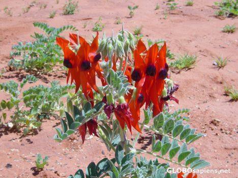 Postcard Alice Spring - Desert Park - Desert Pea