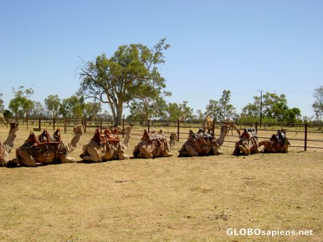 Postcard Alice Springs - Camels farm