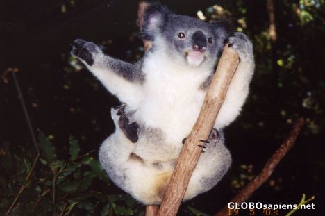 Postcard Cute Koala