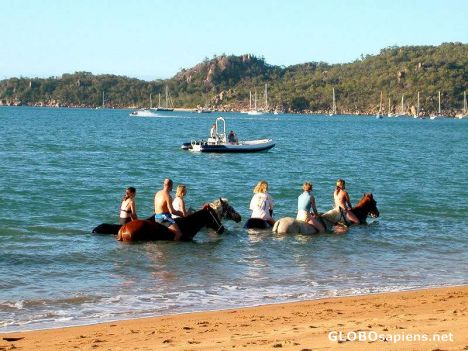 Postcard sea horses