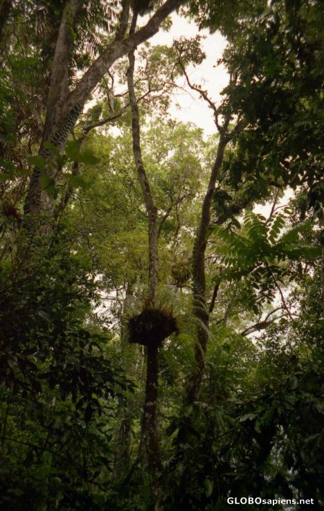 Postcard Daintree Rainforest