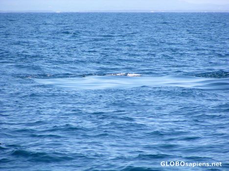 Postcard Whale footprint