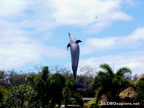 Postcard Dolphin at sea world