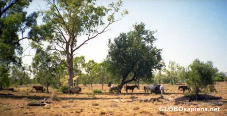 Postcard Bovines and horses in the red desert