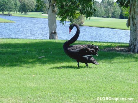 Postcard Black swan