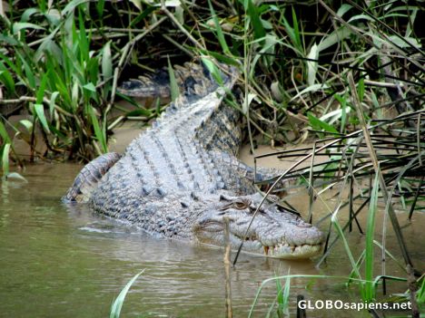 A daintree river saltwater crocodile