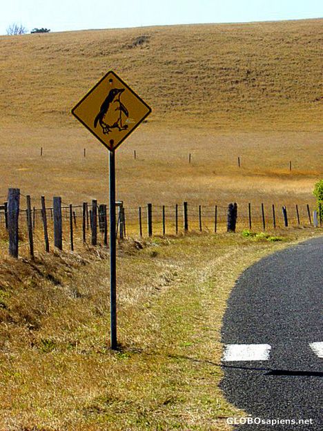 Postcard Penguin Road Sign Stanley, Tasmania