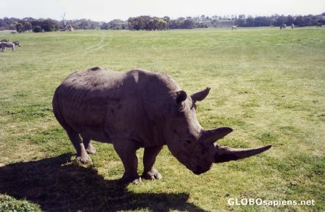 Postcard Friendly Rhino