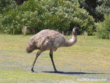 Postcard Emu