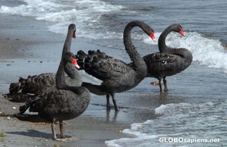 Postcard Elegant Black Swans