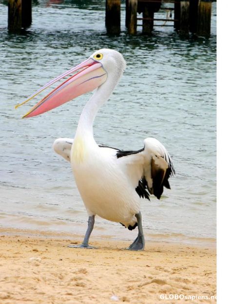 Postcard Adorable Pelican